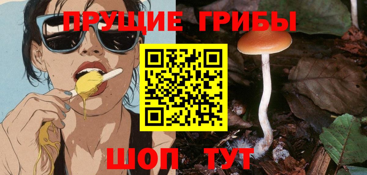 Галлюциногенные грибы Psilocybine cubensis Тамбов